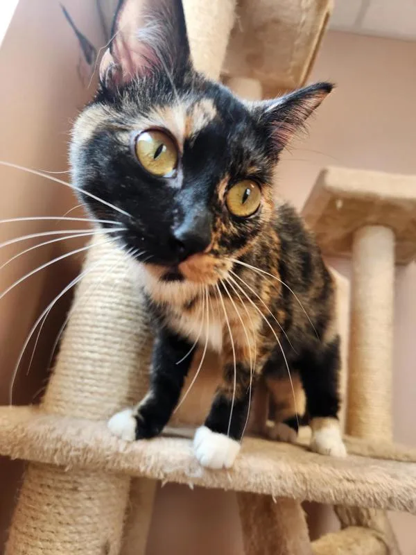 A young small-sized female Domestic Short Hair cat named Sparrow for adoption in Great Falls, MT