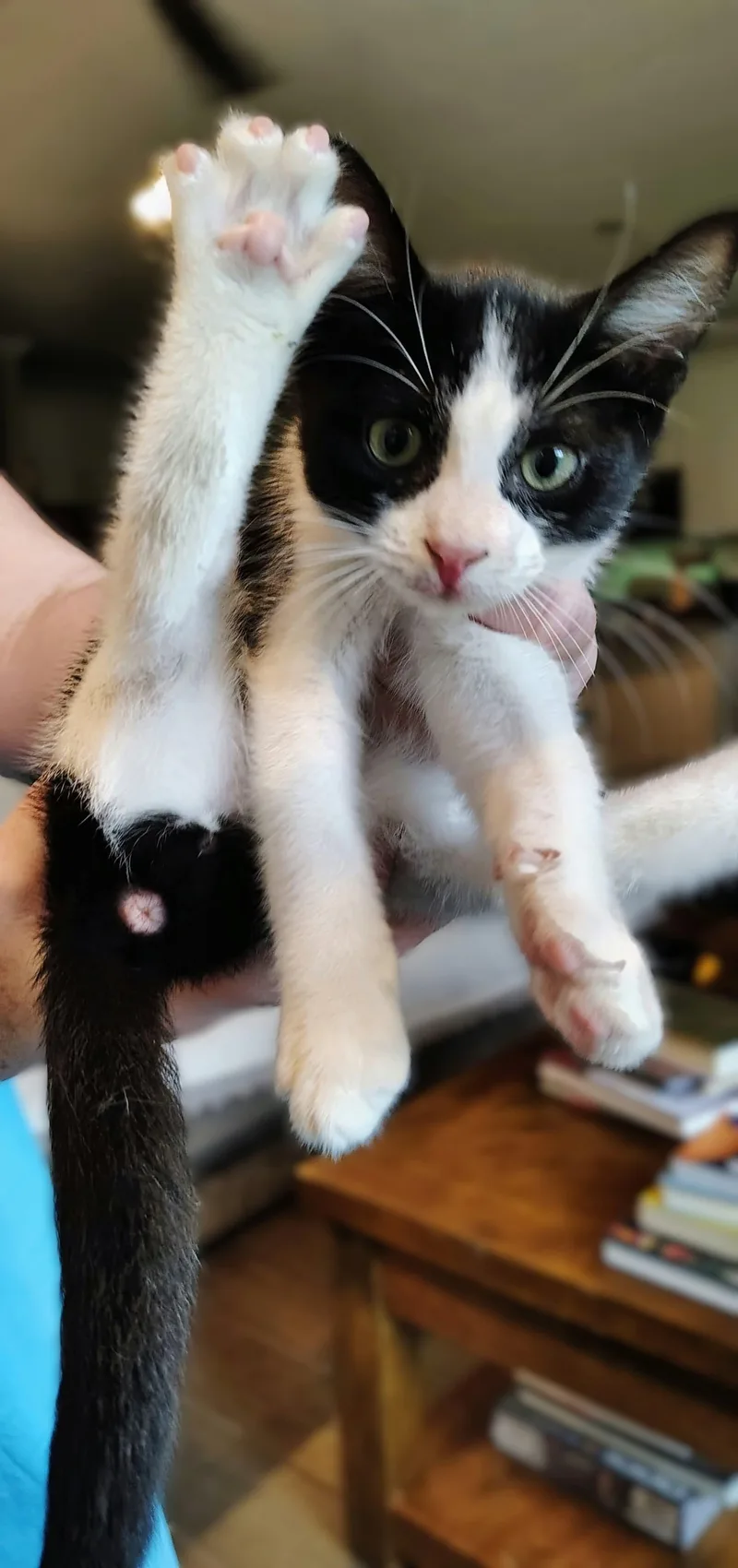 A baby medium-sized male Black & White / Tuxedo Domestic Short Hair cat named Zed for adoption in Jacksonville, FL