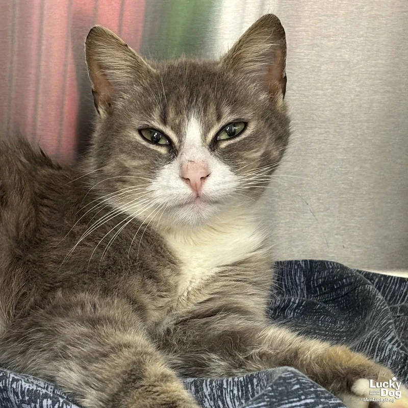 Tommy Girl thumbnail 2