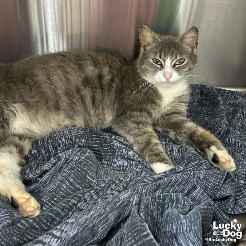 Tommy Girl thumbnail 3