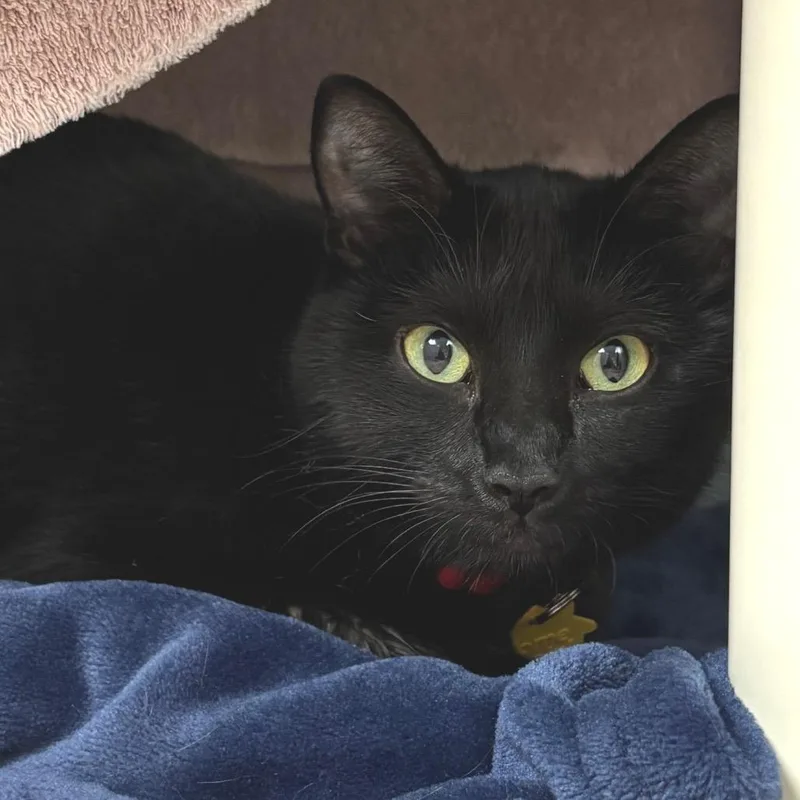 An adult medium-sized female Black Domestic Short Hair cat named Bertina for adoption in Springfield, MA