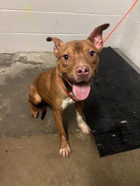 A young medium-sized male Staffordshire Bull Terrier dog named Peanut for adoption in Olivette, MO