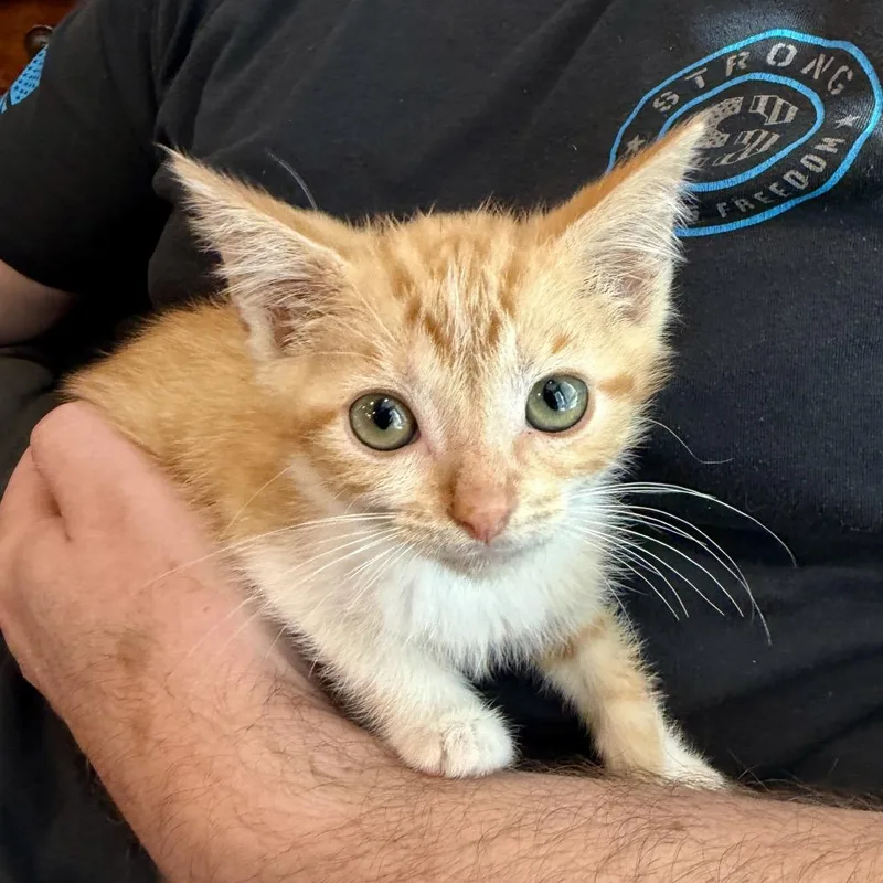 A baby small-sized female Orange / Red Domestic Short Hair cat named Cheese for adoption in Union, MO