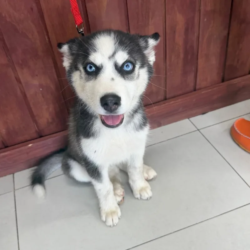 A baby small-sized female Black Husky dog named Lola for adoption in Lauderhill, FL