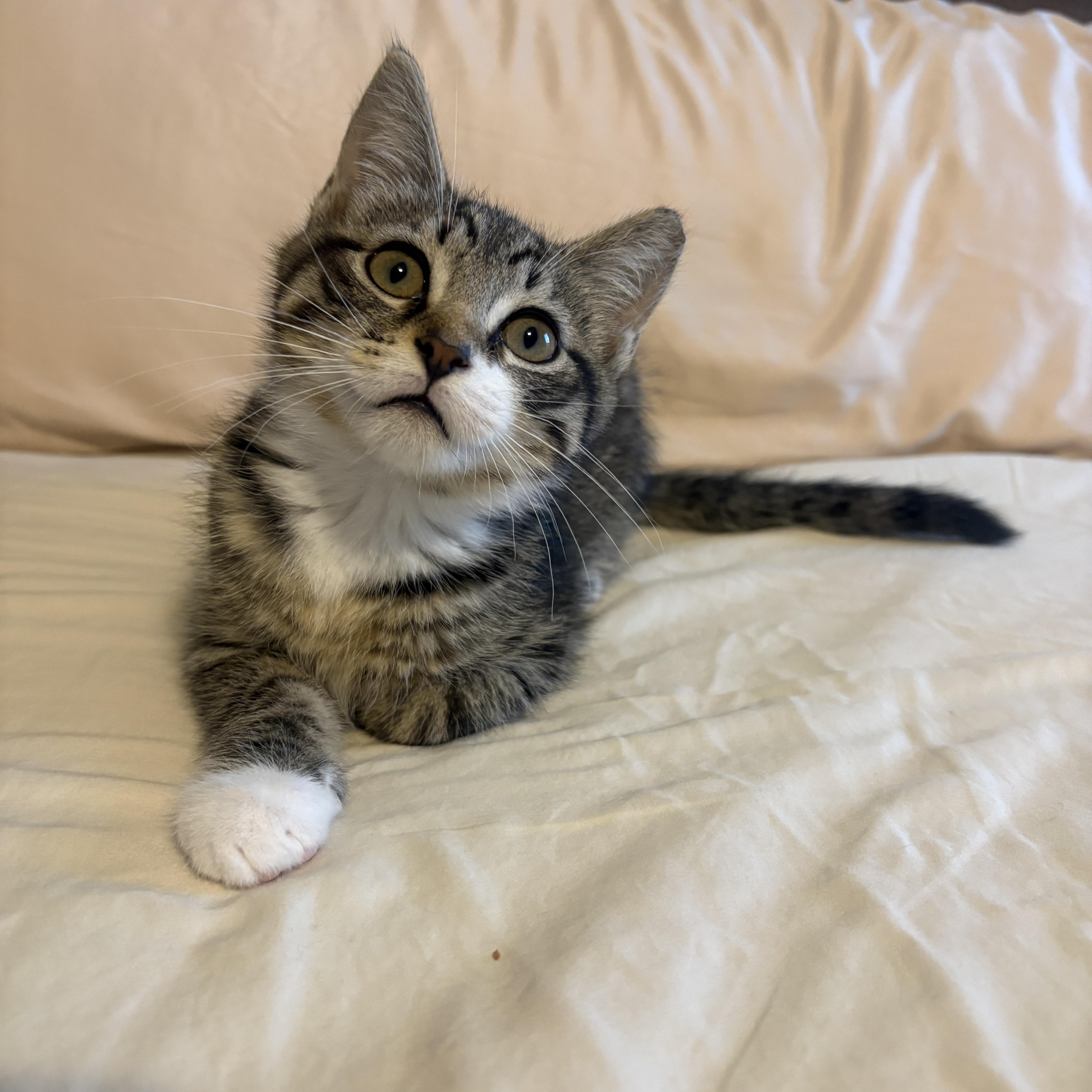 A baby medium-sized male Domestic Short Hair cat named Pit Stop for adoption in Charlotte, NC