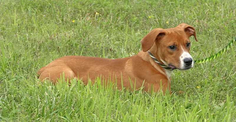 A young medium-sized female Brown / Chocolate Boxer dog named Sadie for adoption in Beechbottom, WV