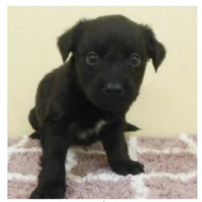 A baby small-sized male Black Mixed Breed dog named Xaden for adoption in Wilmington, DE