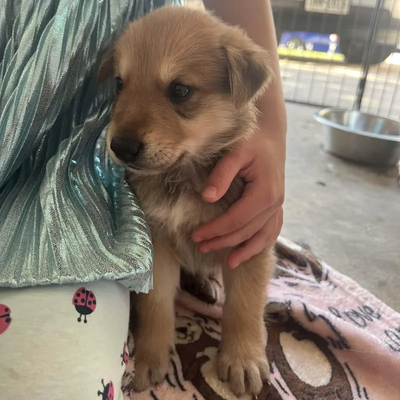 Apollo Gs thumbnail 2