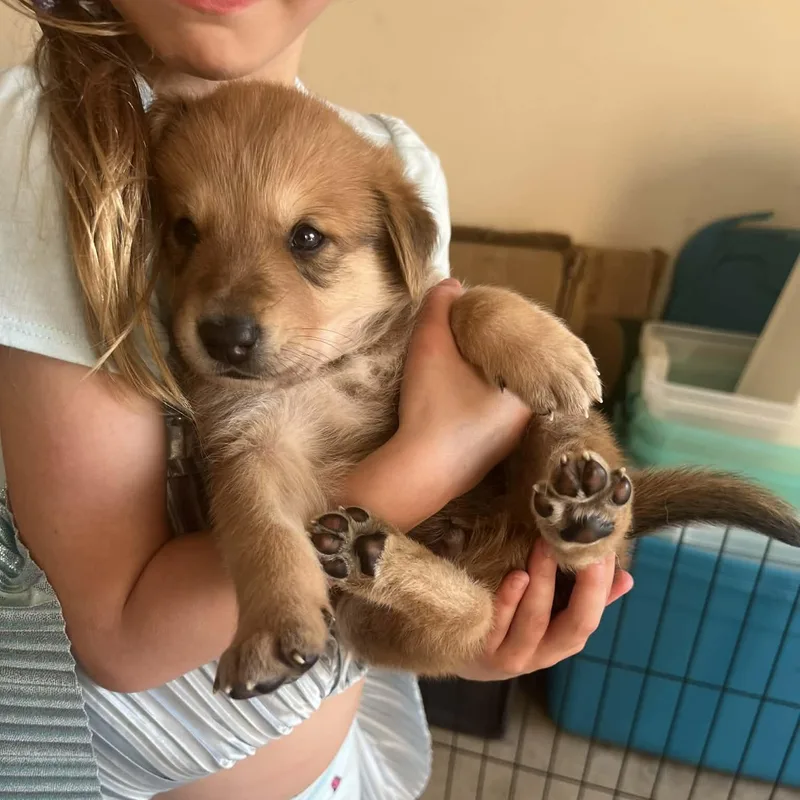 Apollo Gs thumbnail 3