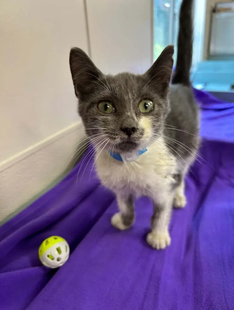 A baby small-sized male Domestic Short Hair cat named Mackerel for adoption in Lavonia, GA