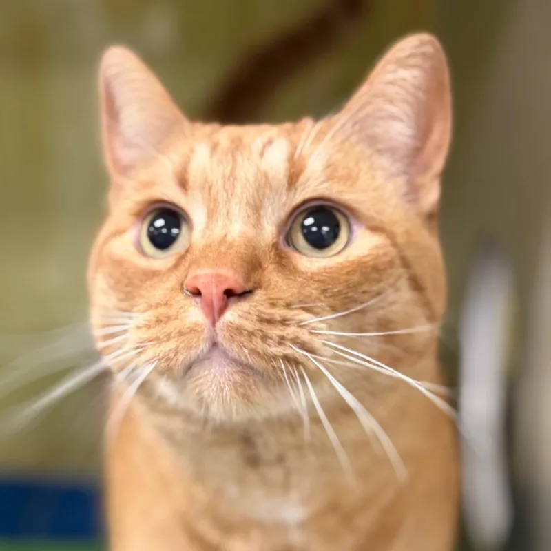 A senior extra large-sized male Orange / Red Domestic Short Hair cat named Mac for adoption in West Olive, MI