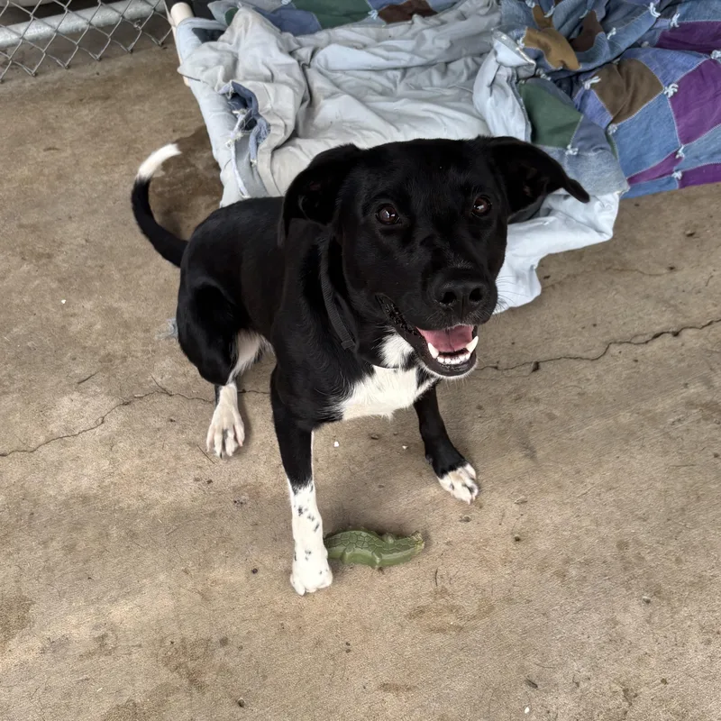 An adult medium-sized male Black Australian Cattle Dog / Blue Heeler dog named Sirius for adoption in Jamestown, ND