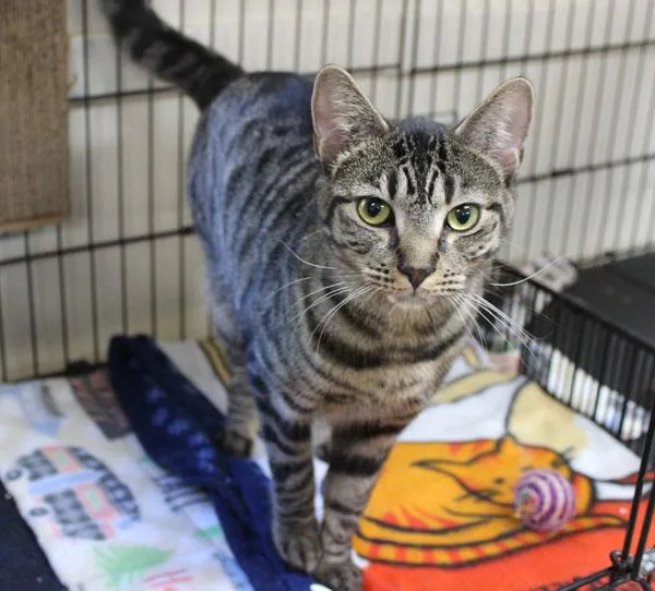 A young small-sized female Domestic Short Hair cat named Blackout for adoption in Mansfield, MA
