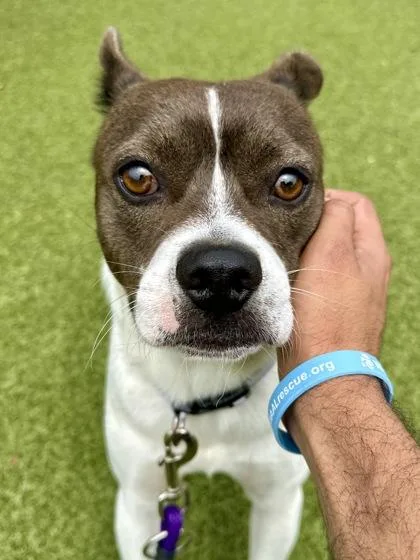A young medium-sized male White / Cream Mixed Breed dog named Skeeter for adoption in Wichita, KS