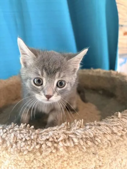 A baby small-sized male Domestic Medium Hair cat named Toothless for adoption in Paducah, KY