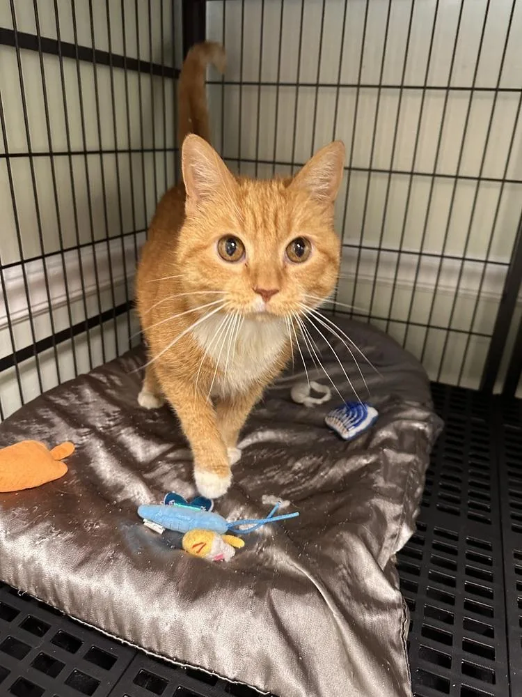 An adult medium-sized female Domestic Long Hair cat named Honey and Bee for adoption in Greensburg, PA