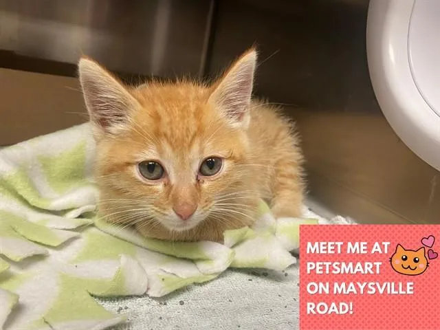 A baby small-sized male Domestic Medium Hair cat named Clarence for adoption in Fort Wayne, IN