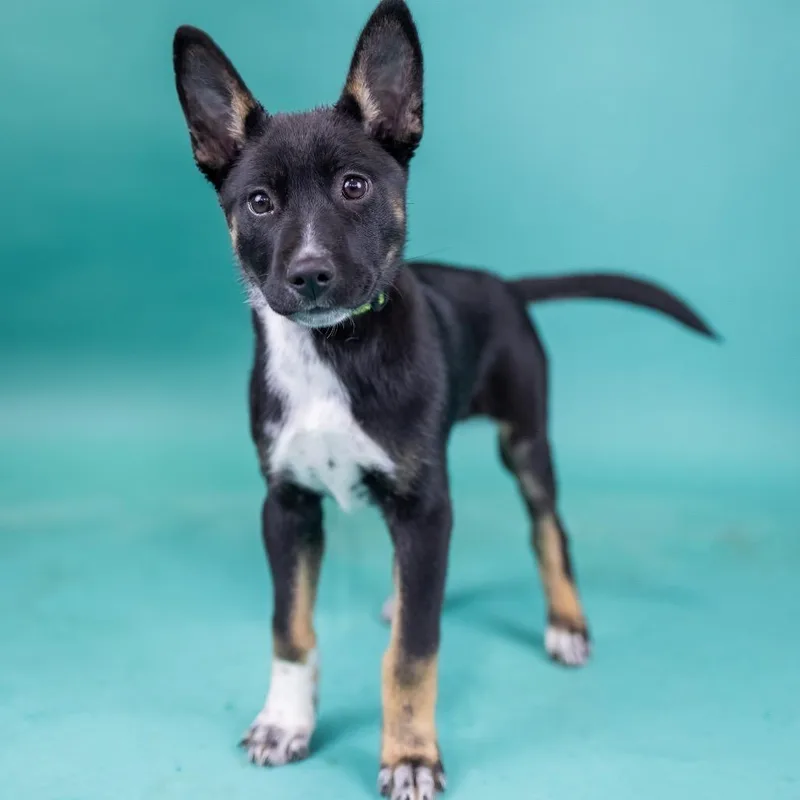 A baby medium-sized female Black Mixed Breed dog named Vivian for adoption in Portland, OR