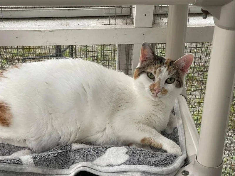 An adult large-sized female Calico cat named Cutie Calico for adoption in New Bern, NC