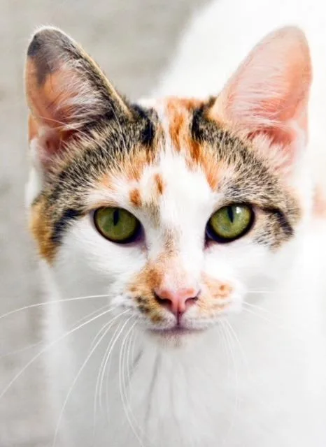 Cutie Calico thumbnail 2