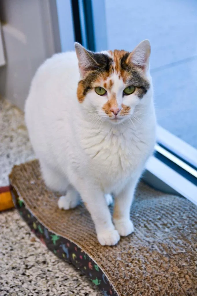Cutie Calico thumbnail 3