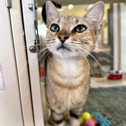 A baby medium-sized female Buff & White Domestic Short Hair cat named Emerald for adoption in Fernandina Beach, FL