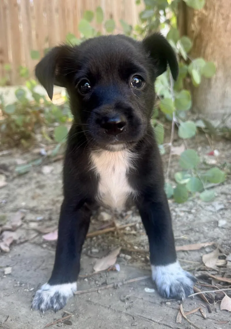 A young medium-sized male Black Australian Kelpie dog named Hercules for adoption in Valley Village, CA