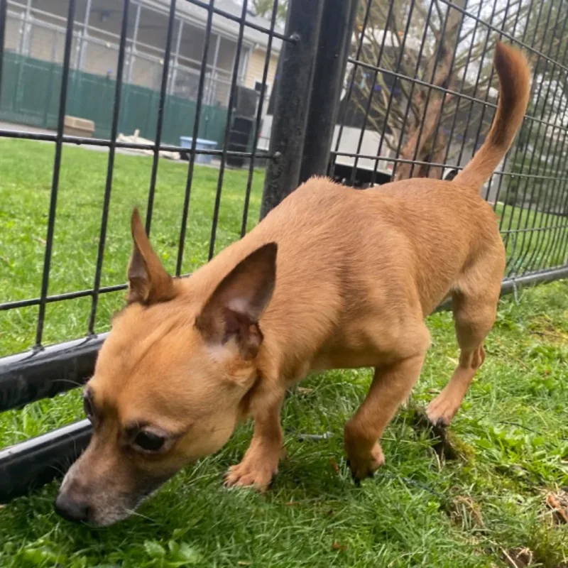 An adult small-sized male Chihuahua dog named Earl Grey for adoption in Fall River, MA