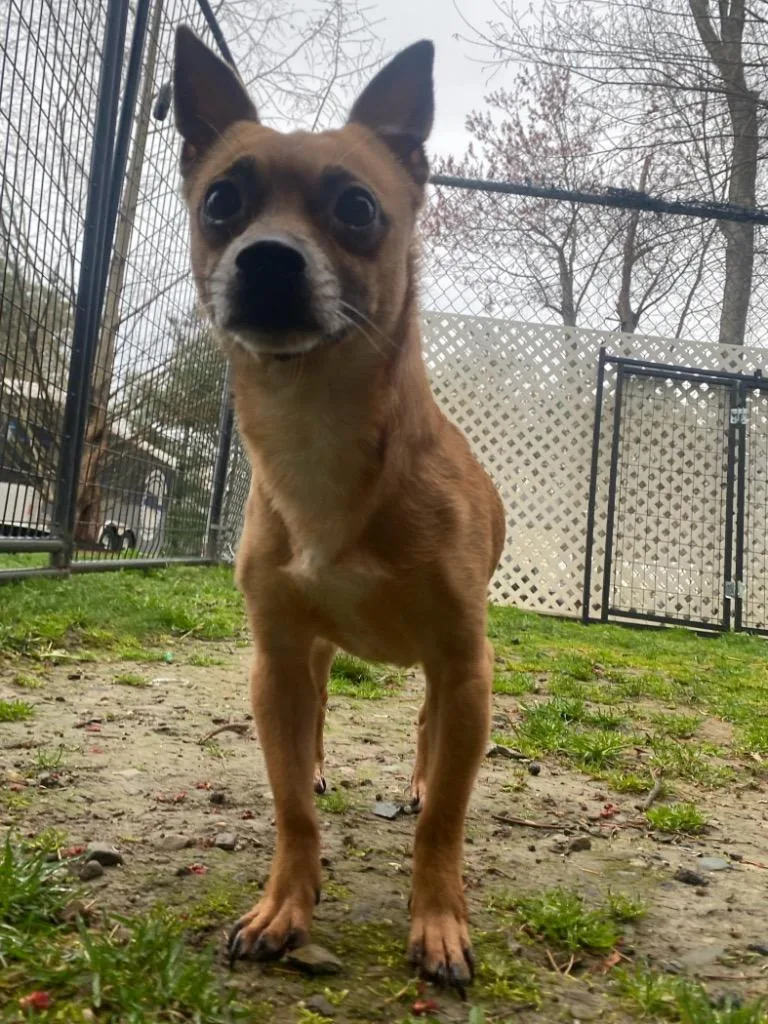 Earl Grey thumbnail 2