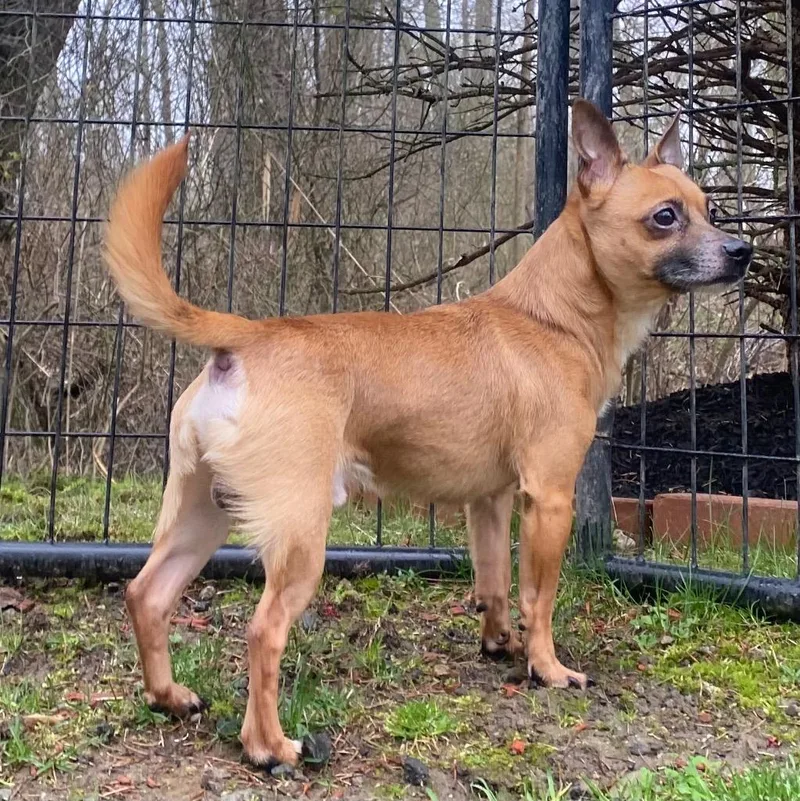 Earl Grey thumbnail 3