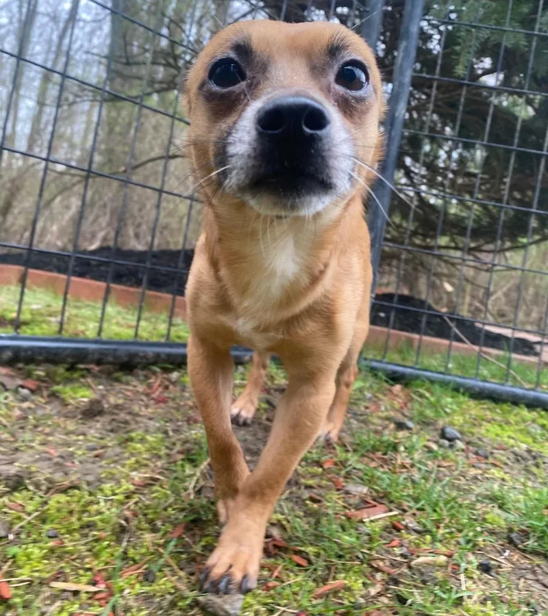 Earl Grey thumbnail 4