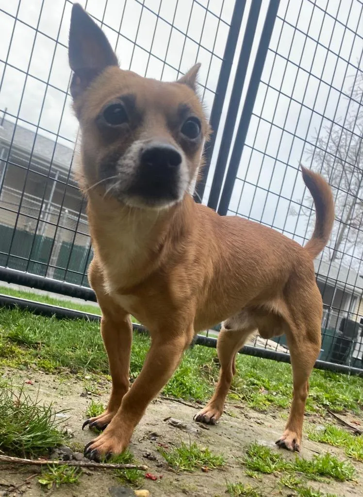 Earl Grey thumbnail 5