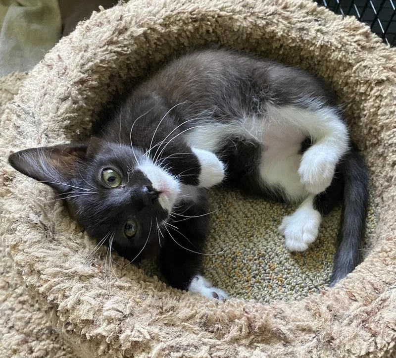 A baby small-sized female Black & White / Tuxedo Domestic Short Hair cat named Cady for adoption in Hudson, NH