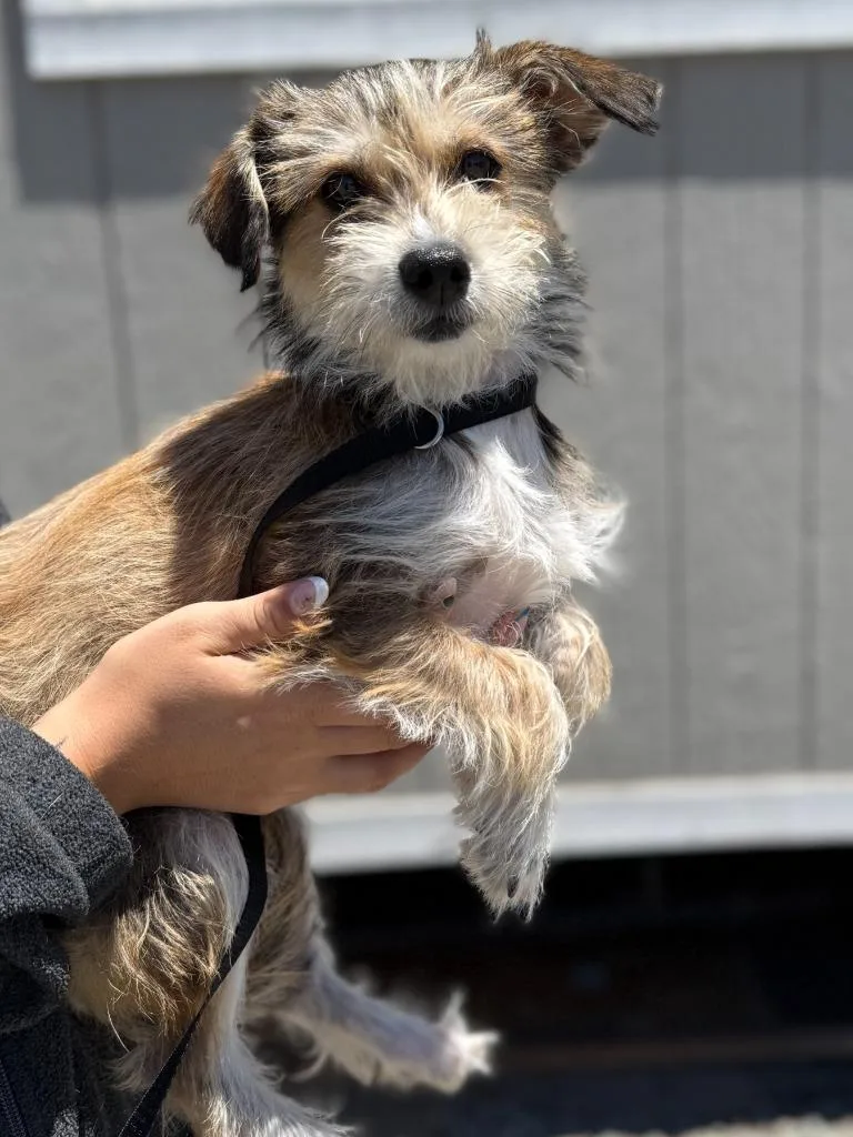 A baby medium-sized male Terrier dog named Lionel for adoption in Vacaville, CA