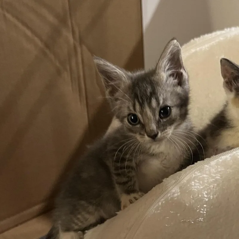 A baby small-sized male Gray / Blue / Silver Domestic Short Hair cat named Bluey for adoption in Newark, NJ