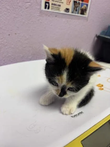 A baby small-sized female Black Domestic Long Hair cat named 61253361 for adoption in El Paso, TX