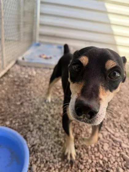 An adult small-sized male Miniature Pinscher dog named Snapple for adoption in Columbus, IN