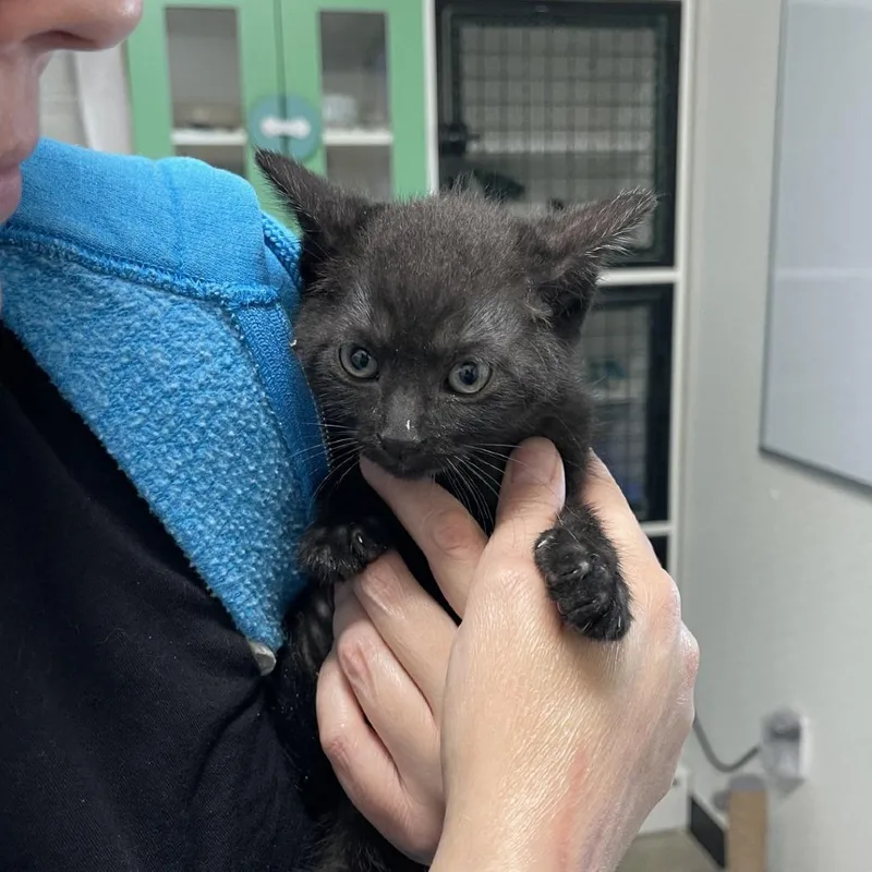 A young small-sized male Black Domestic Short Hair cat named Obsidian for adoption in Albert Lea, MN