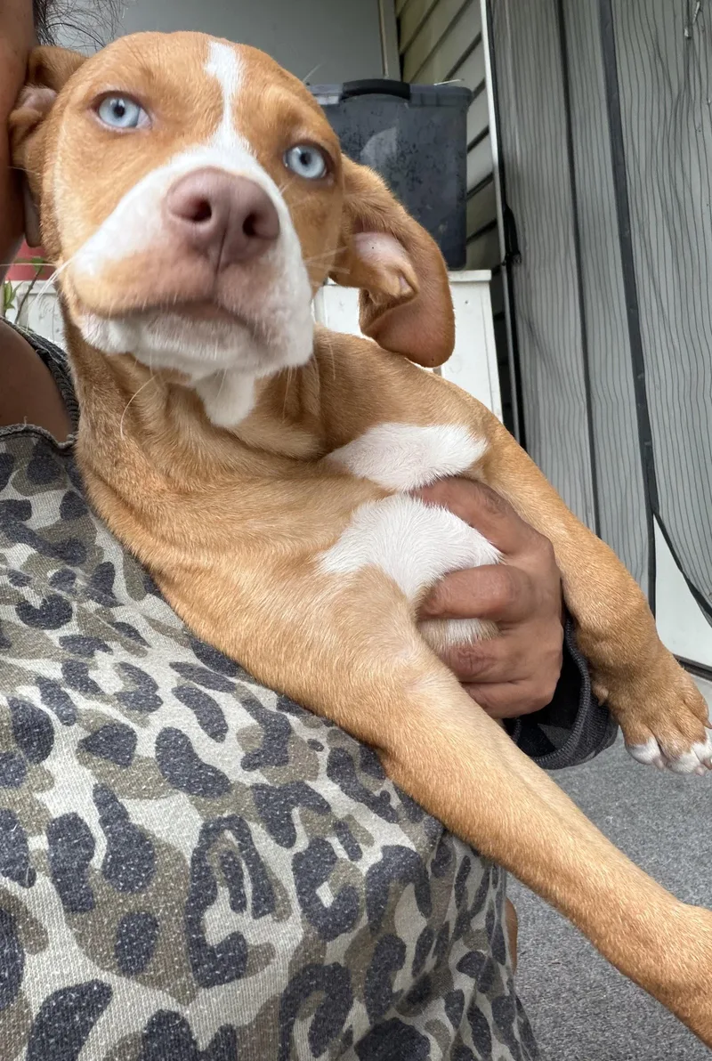 A baby medium-sized male Mixed Breed dog named Blue for adoption in Monona, WI