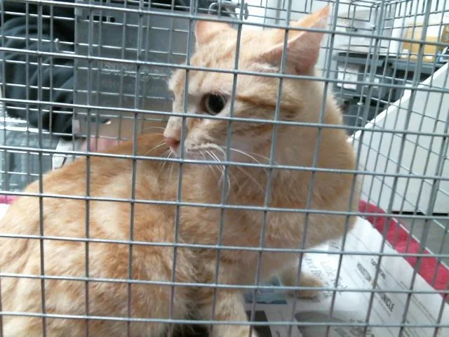 An adult large-sized female Domestic Short Hair cat named Pastel for adoption in Houston, TX