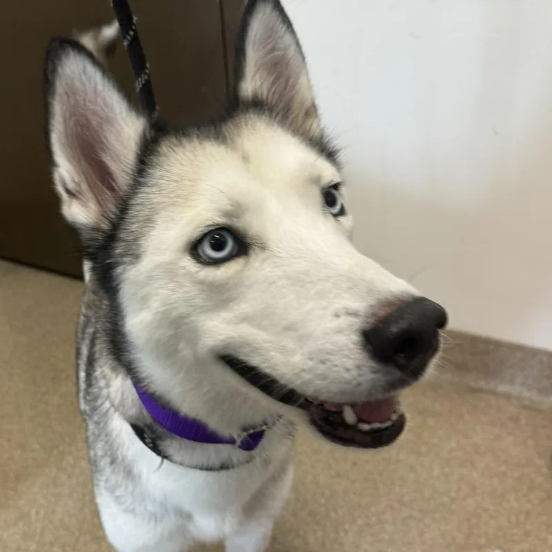 An adult large-sized female White / Cream Siberian Husky dog named Layla for adoption in League City, TX