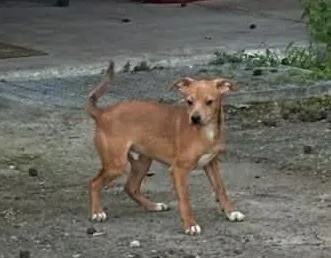 A baby small-sized male Mixed Breed dog named Jr for adoption in Thousand Oaks, CA