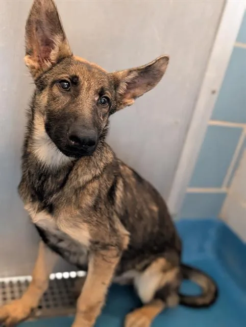 A baby large-sized female Mixed Breed dog named Gigi for adoption in Dallas, TX