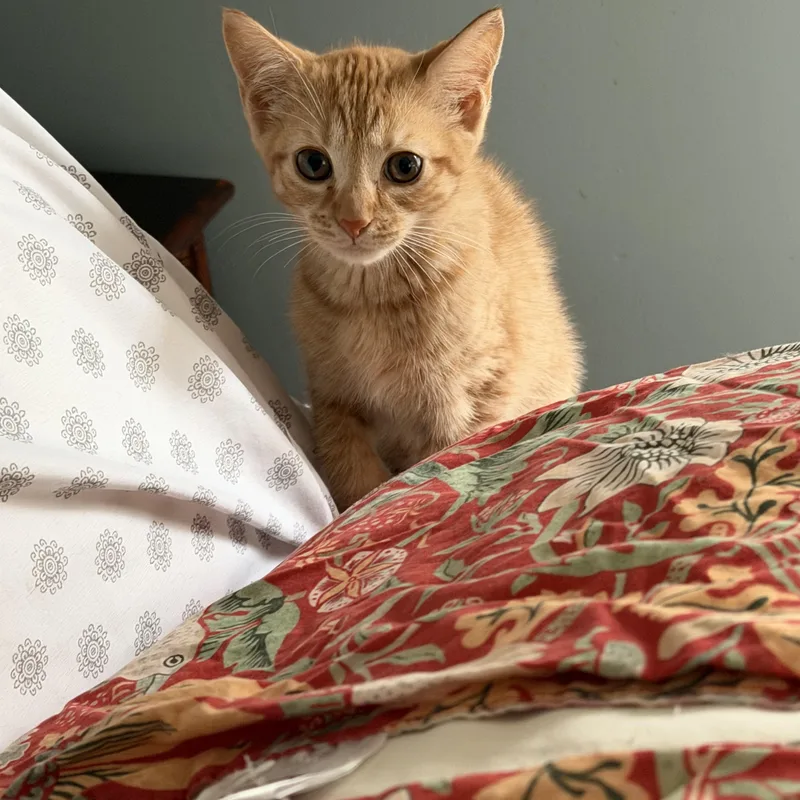 Mimosa