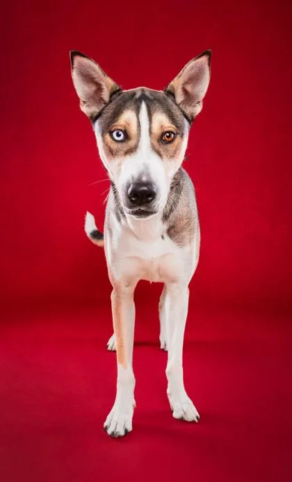 An adult large-sized male Siberian Husky dog named Nanook for adoption in Phoenix, AZ