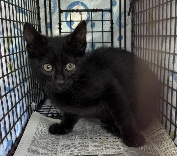 A baby small-sized male Domestic Short Hair cat named August for adoption in Salt Lake City, UT
