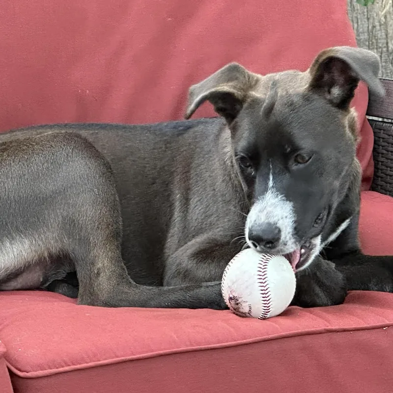 Saffron thumbnail 3