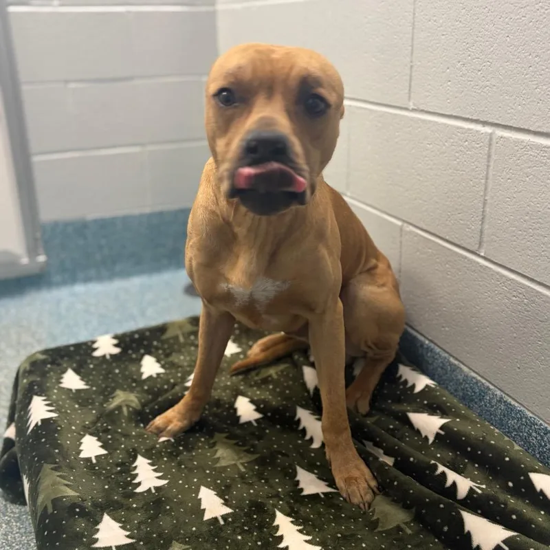 An adult medium-sized male Yellow / Tan / Blond / Fawn Pit Bull Terrier dog named S'mores for adoption in Greensboro, NC