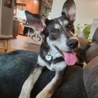 An adult medium-sized female Husky dog named Maeve for adoption in Monticello, NY