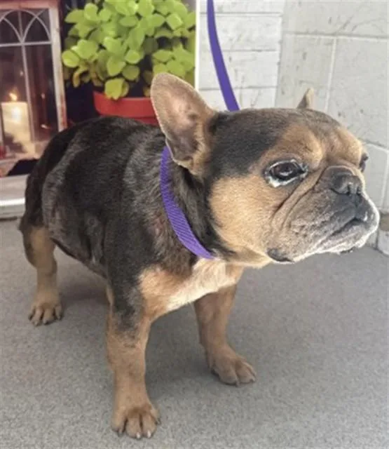 An adult small-sized male French Bulldog dog named Otter for adoption in San Bernardino, CA